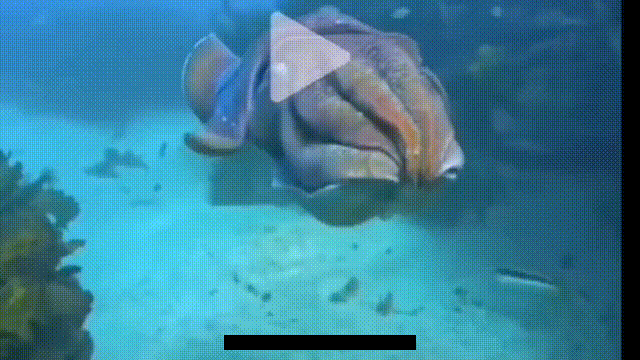 1705288144431317.gif 8b519f83bf6123cfaa27b5a11a41cee0 00_00_00-00_00_30.gif